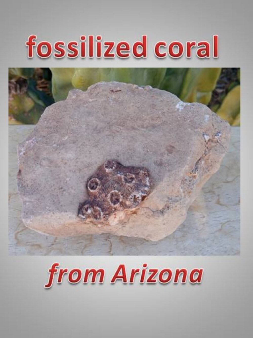 fossilized horn coral from Arizona